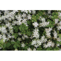 Sedum ternatum 72