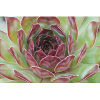 Sempervivum Black 72