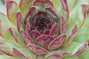 Sempervivum Black 21