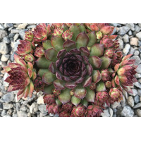 Sempervivum Bronco 21