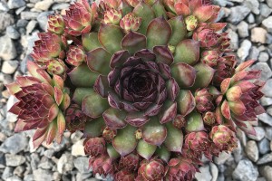 Sempervivum Bronco 21