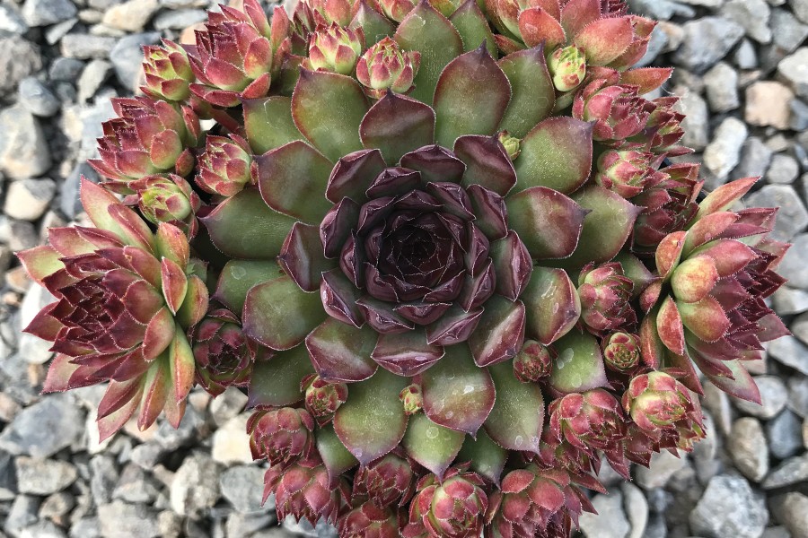 Sempervivum Bronco 72