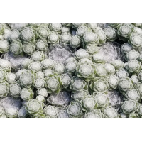 Sempervivum Colorockz® Arctic White 72