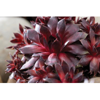 Sempervivum Colorockz® Blushing Garnet 72