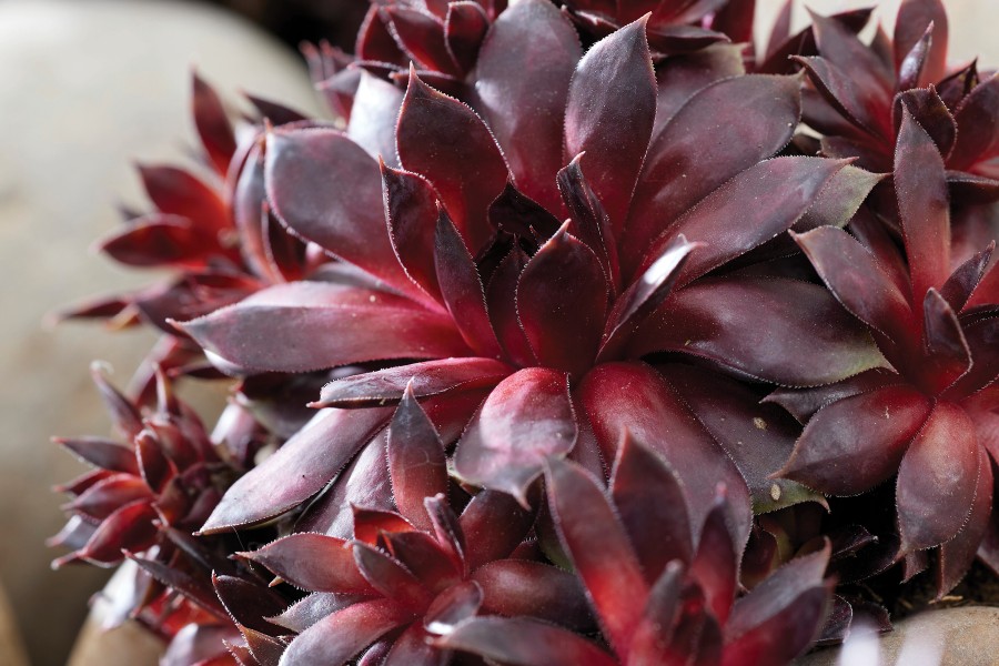 Sempervivum Colorockz® Blushing Garnet 72