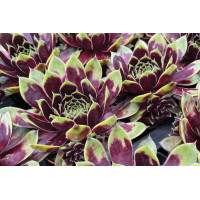 Sempervivum Colorockz® Coconut Crystal 72