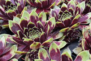 Sempervivum Colorockz® Coconut Crystal 21