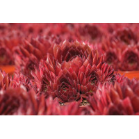 Sempervivum Colorockz® Coral Red 21