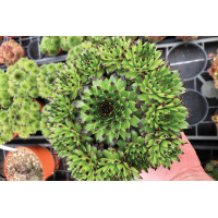 Sempervivum Colorockz® Emerald Swirl 21