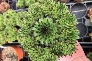 Sempervivum Colorockz Emerald Swirl 21