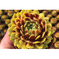 Sempervivum Colorockz® Lemon Flare 21