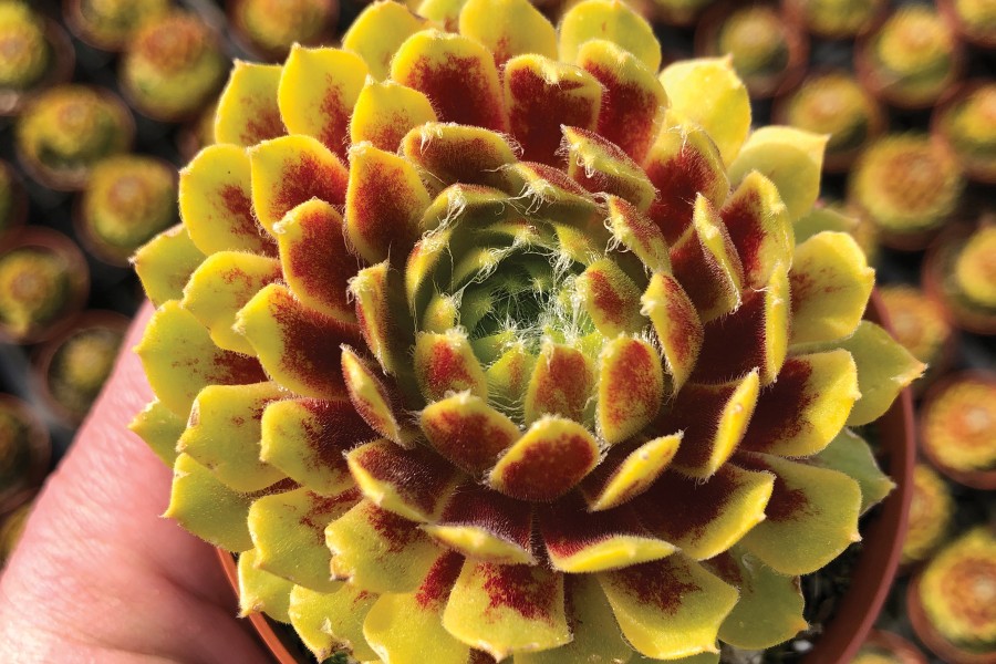 Sempervivum Colorockz® Lemon Flare 72