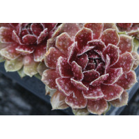 Sempervivum Commander Hay 72 Sempervivum Commander Hay 72