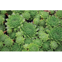 Sempervivum Green Wheel 72