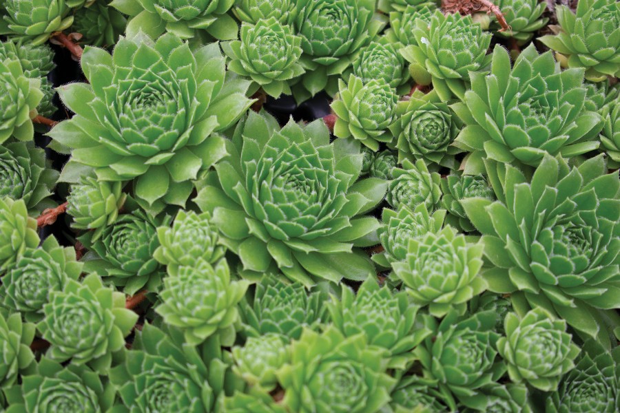 Sempervivum Green Wheel 21