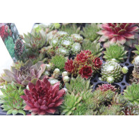 Sempervivum Hot Mix 21