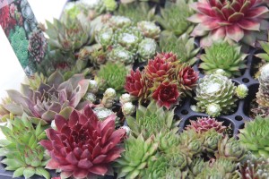 Sempervivum