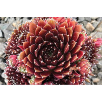 Sempervivum Jeanne d’Arc 72