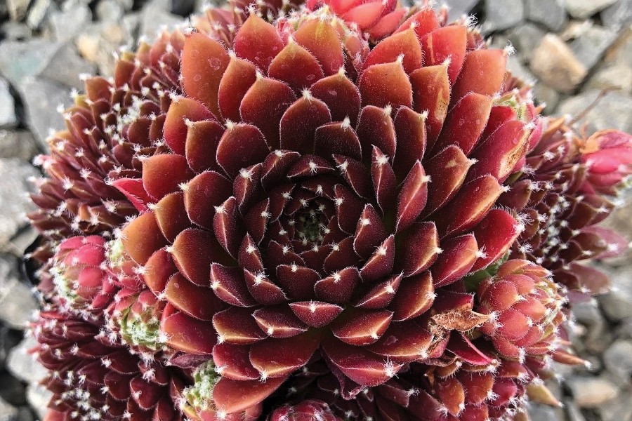 Sempervivum Jeanne d’Arc 72