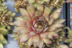 Sempervivum Kalinda 72