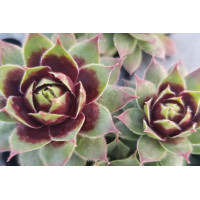 Sempervivum Killer 72