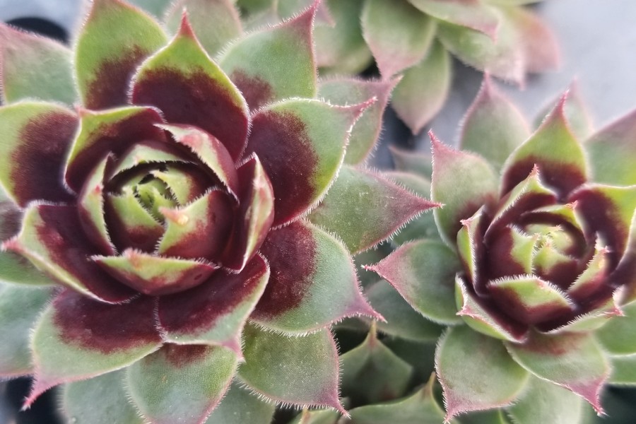 Sempervivum Killer 21