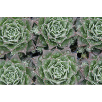 Sempervivum Moss Rose 72