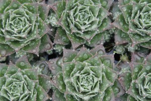 Sempervivum Moss Rose 21