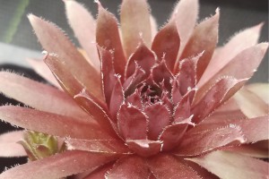 Sempervivum Royal Ruby 72 Sempervivum Royal Ruby 72