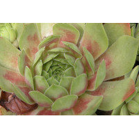 Sempervivum Ruby Heart 21