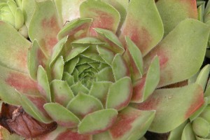 Sempervivum Ruby Heart 21