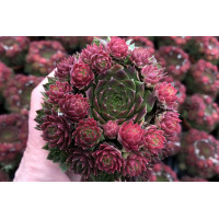 Sempervivum Ruby Lime 21
