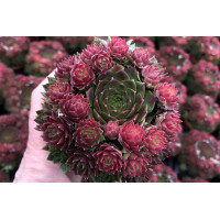 Sempervivum Ruby Lime 72