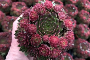 Sempervivum Ruby Lime 21