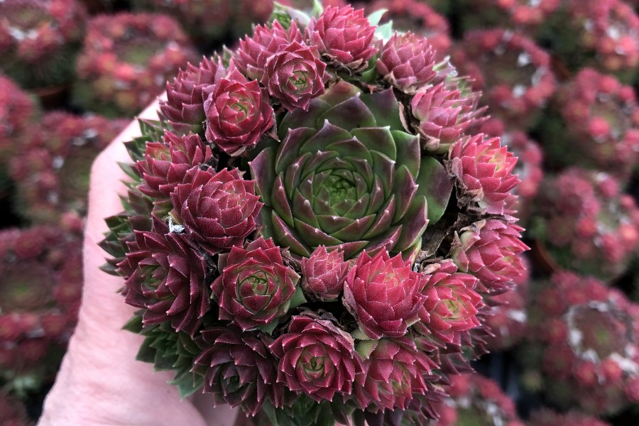 Sempervivum Ruby Lime 72