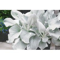 Senecio Angel Wings 21