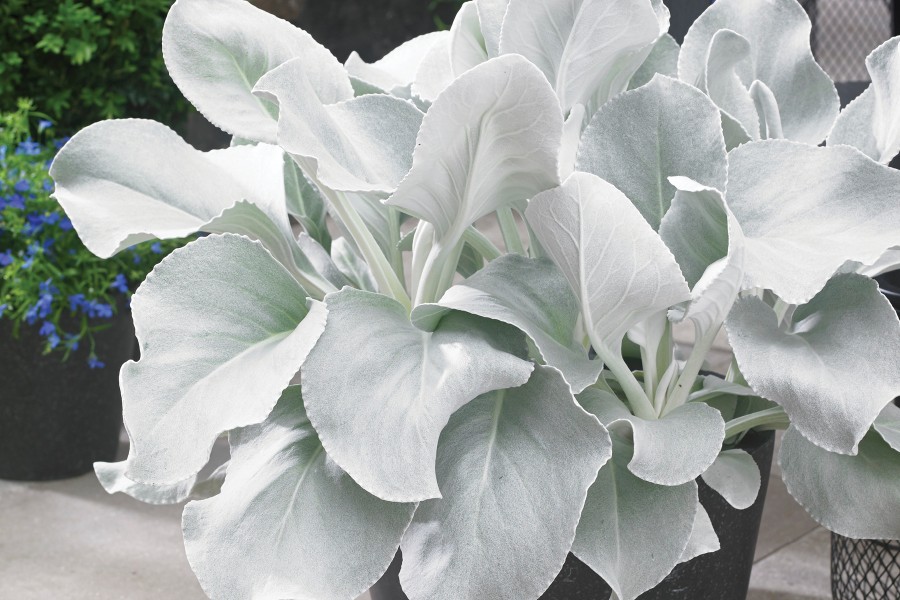 Senecio Angel Wings 50