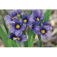 Sisyrinchium Moody Blues 72