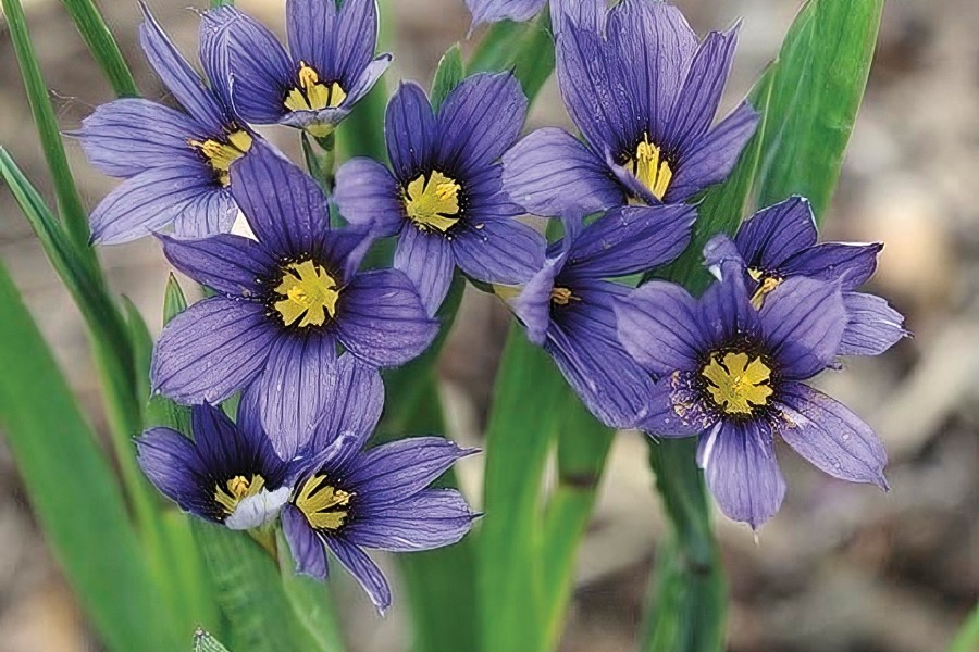 Sisyrinchium Moody Blues 21