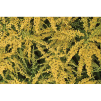 Solidago Fireworks 50