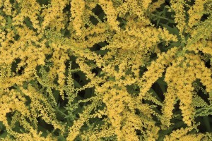 Solidago Fireworks 21