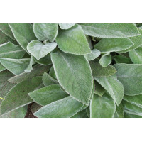 Stachys Helene von Stein 21