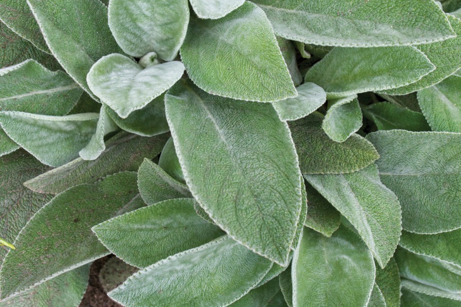 Stachys Helene von Stein 50