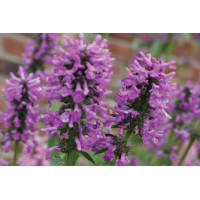 Stachys Hummelo 21