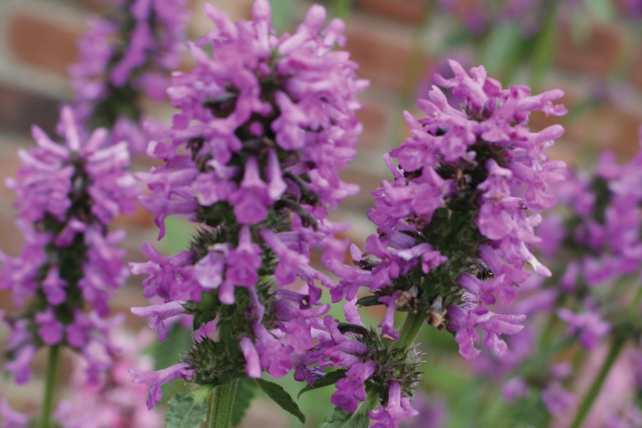 Stachys Hummelo 72