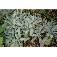 Stachys Silky Fleece 21