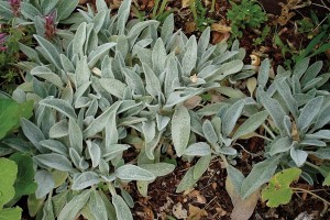 Stachys Silky Fleece 21