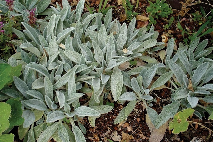 Stachys Silky Fleece 72
