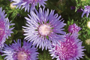 Stokesia