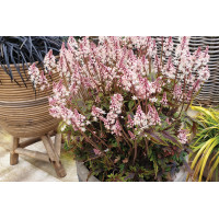 Tiarella Angel Wings 21